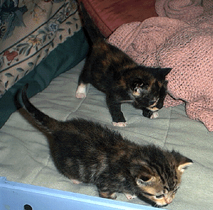 Loose Kittens